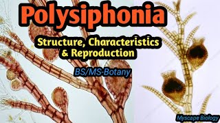 Polysiphonia  Structure Characteristics amp Reproduction  BSMSBotany  Urdu amp Hindi [upl. by Eslud247]