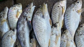 Delaware bay spot croaker amp northern king [upl. by Ellemrac]