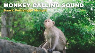 Monkey Calling Sound [upl. by Ilrebmik]