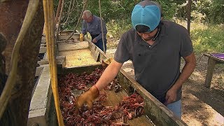 Texas Crawfish Farm Texas Country Reporter [upl. by Eade565]