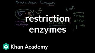 Restriction enzymes [upl. by Ekud14]