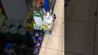 Queens New York City Bodega Cat [upl. by Ennairak]