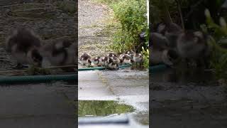 Alopochen aegyptiaca geese goslings [upl. by Yerkovich775]