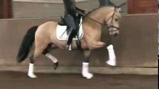 wwwdressurstallsandbrinkde 2016 pony stallion dressage [upl. by Gnah]