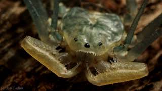 Whip spider amblypygi  Hemolymph circulation Acanthophrynus coronatus [upl. by Nosneb273]