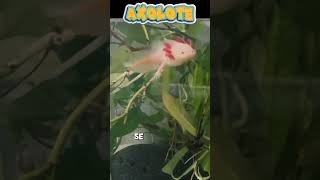 El axolote en la cultura mexicana wildlife salvaje vidasalvaje axolotl animals mexico [upl. by Asilam]