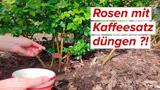 Rosen mit KAFFEE düngen  Das solltest du dabei unbedingt beachten [upl. by Lraep]