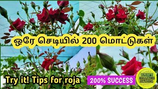 ரோஜா செடி வளர்ப்பு  how to grow rose plant  rose plant growing tips in terrace garden in tamil [upl. by Sussi]