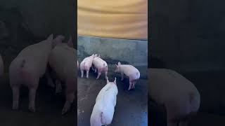 pigging farming piggery pigfarming baboyan piggy piglet pighusbandry animals pig [upl. by Epstein]