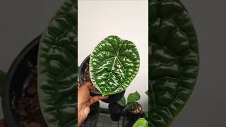 Anthurium Luxurians Collection anthurium Luxurians trending [upl. by Ehud]