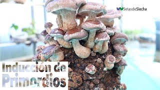 Cultivo de shiitake Inducción de primordios [upl. by Avlasor]