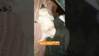 labrador dog funny trendingshorts whitelab lablovers lablovers cute trending youtube [upl. by Inattyrb]