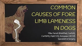 Forelimb lameness [upl. by Cort]