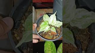 Update Anthurium Foliage Before amp After gardening [upl. by Amalee]