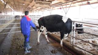 5 Point Plan  Do You Know How to Control Digital Dermatitis  Internal Biosecurity [upl. by Wren]