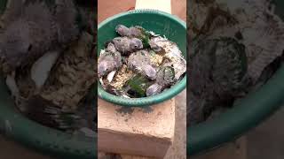 cute 🥰 parrots fancy birds [upl. by Eimmac251]