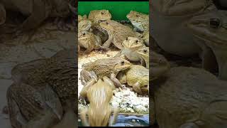 Master Frog Care in Just 5 Minutes a Day 1 [upl. by Ainel927]