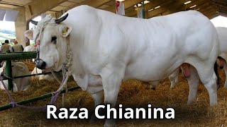 Raza Bovina Chianina La raza de ganado más grande del mundo [upl. by Lilla]