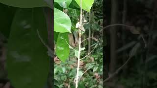 Ang lakas kumuain ng dahon highlights larva nature wildlife shorts [upl. by Seligmann651]