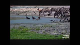 Zebras Drink at a Waterhole and Get Spooked Plus Shorebirds 12012023 exploreorg [upl. by Phillis]