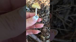 Spikey puffball and corn silk inkobyee natural wildmushrooms mushrooming mushroom mushroomlife [upl. by Nemad]