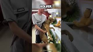 Este es el PEOR DÍA de la vida de este PERRO 🥹💔 [upl. by Syst379]