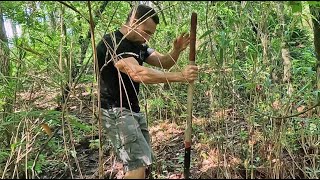 Transplanting Arundinaria NC Native River CaneBamboo [upl. by Nyltiac]