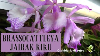 Orchidarium  Brassocattleya Jairak Kiku [upl. by Fitting]