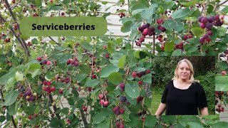 How to Grow and Care for Serviceberries [upl. by Campman]