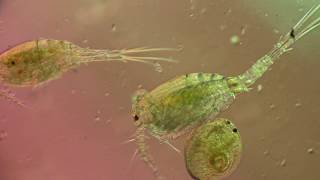 4K Nauplius Larvae Will turn into a copepod [upl. by Aziar182]