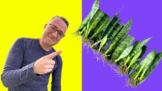 Secrets to Snake Plant Propagation How to Propagate Sansevieria [upl. by Zaremski]