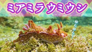 【神秘の海の宝石】串本のタイドプールで輝くミアミラウミウシ｜Jewel of the Sea Miamira nudibranch in Kushimoto Tide Pools [upl. by Noiro]