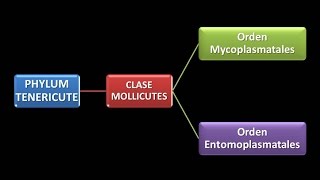 Dominio Bacteria  Phylum Tenericutes Los Mycoplasmas [upl. by Constancy871]