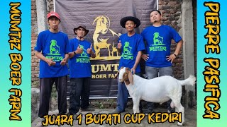 Juara 1 Kontes Kambing Boer Bupati Cup Kediri 2024 [upl. by Aicenad142]