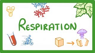 GCSE Biology  Respiration 21 [upl. by Reppart]