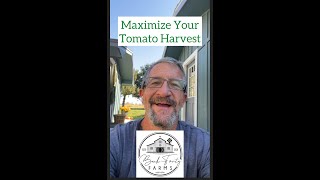 Maximizing Your Tomato Harvest • Gardening Tip • Back Forty Farms • Idaho Farm [upl. by Legyn]