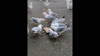 Herring Gulls eating a fish pie [upl. by Lelith]