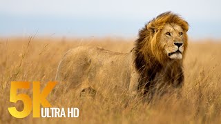 5K African Wildlife Documentary Film  Etosha National Park Namibia Africa [upl. by Carin28]