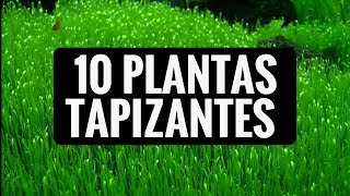 10 PLANTAS TAPIZANTES PARA EL ACUARIO DE AGUA DULCE [upl. by Enelrahs]