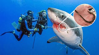 Shark Swims Up To Diver For Help Wont Stop thanking Him After He Saves Her Life [upl. by Hsot]