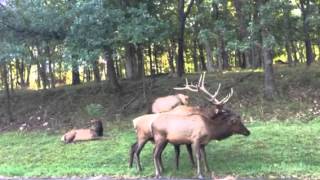 Elk mating season [upl. by Riha]