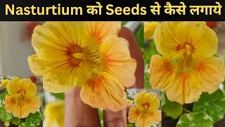 How to Grow Nasturtium from Seeds nasturtium humskills [upl. by Ahsikyw]