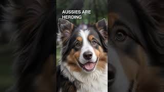 The Australian Shepherd is a great dog [upl. by Delsman]