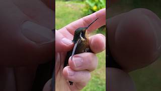 Hummingbird rescued 🇨🇷 Costa Rica [upl. by Munsey894]