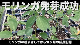 モリンガ種まきして発芽を成功させた方法：枯れないように毎日の水やりがポイント [upl. by Atineb]