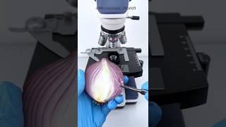 Onion Peel Under The Microscope 😲😲 shorts onion underamicroscope microscope [upl. by Ditzel]