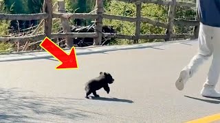 Un oso huérfano persigue a un hombre a 2 km pidiendo ayuda [upl. by Clarissa753]