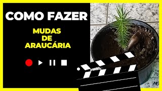 Como plantar araucária Rápido e Fácil How to plant Araucaria [upl. by Avevoneg]