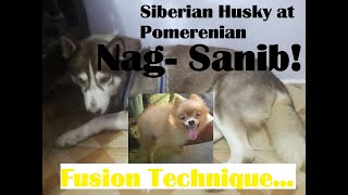 Artic Spitz  Pomsky Siberian Husky vs Pomeranian  The Mating Process F1  Part1 [upl. by Ccasi]