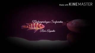 Neolamprologus Sexfasciatus Kipili Gold [upl. by Ffilc]